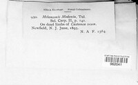 Pseudovalsella modonia image
